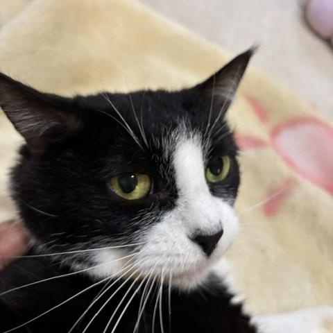 Enlarge Mama AN ANGEL ON EARTH, a Adoptable American Shorthair in Bristow, VA image 4/4