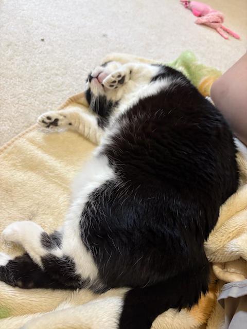 Mama Bella - AN ANGEL ON EARTH, Adoptable, Adult Female American Shorthair.