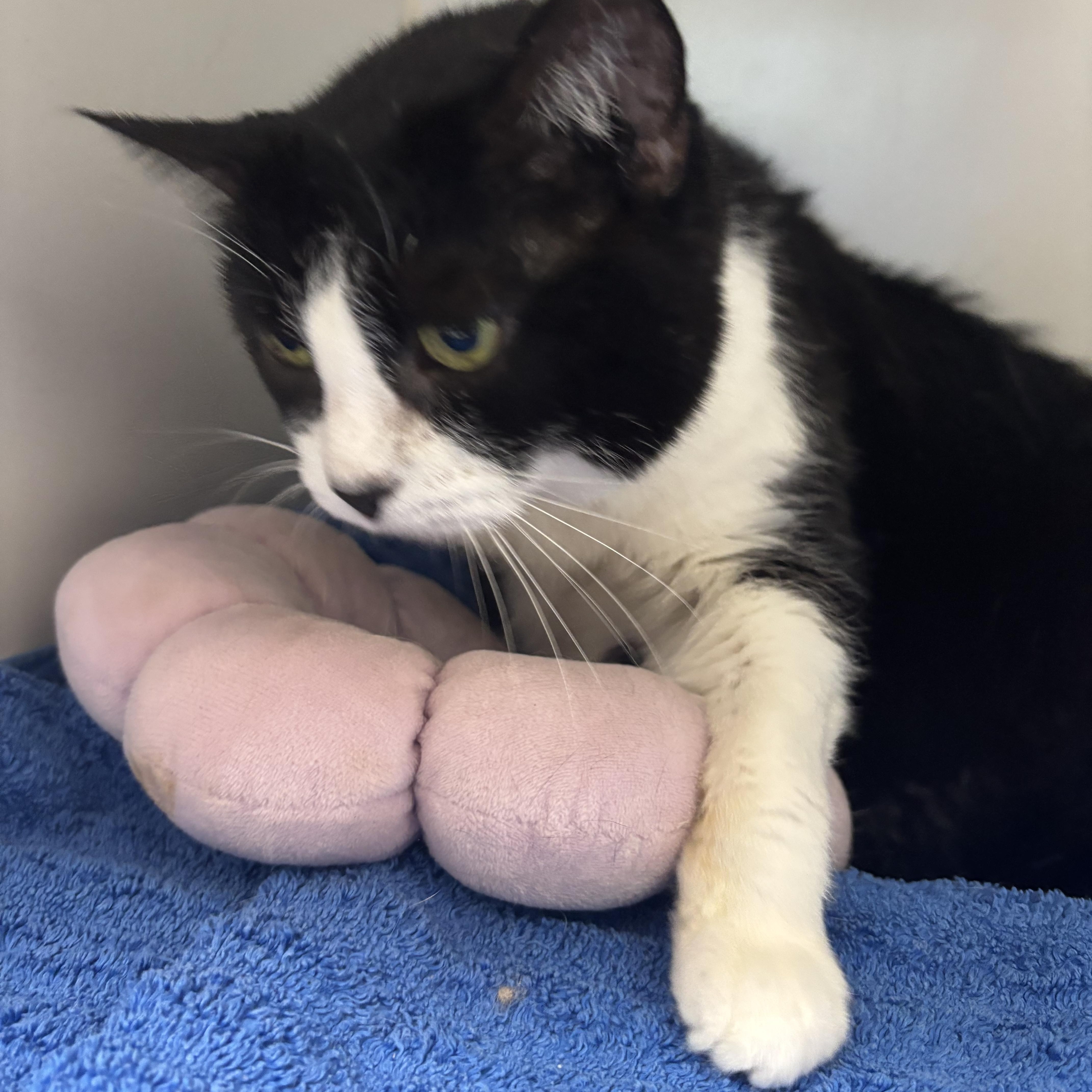Mama - AN ANGEL ON EARTH, a Adoptable American Shorthair in Bristow, VA image 4/4