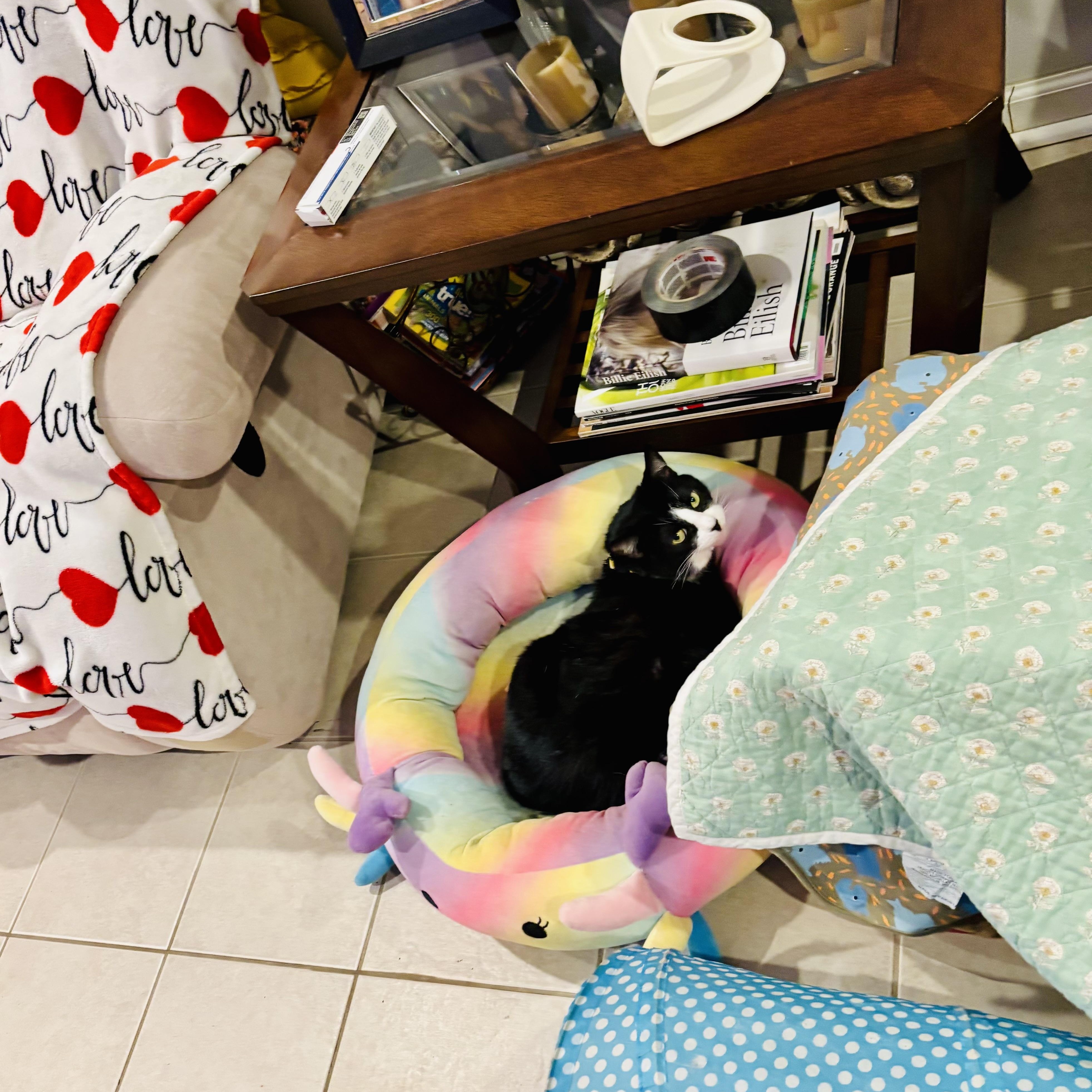 Enlarge Mama & Lola - A MOTHER’S LOVE, A DAUGHTER’S HOPE, a Adoptable American Shorthair in Bristow, VA image 1/2