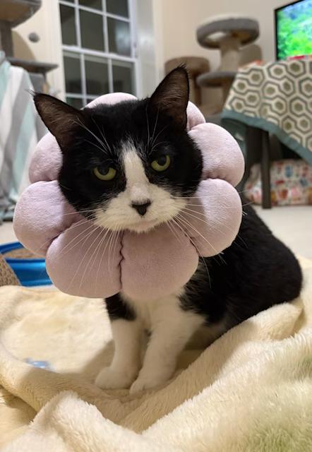 Enlarge Mama Bella - AN ANGEL ON EARTH, a Adoptable American Shorthair in Bristow, VA image 2/4