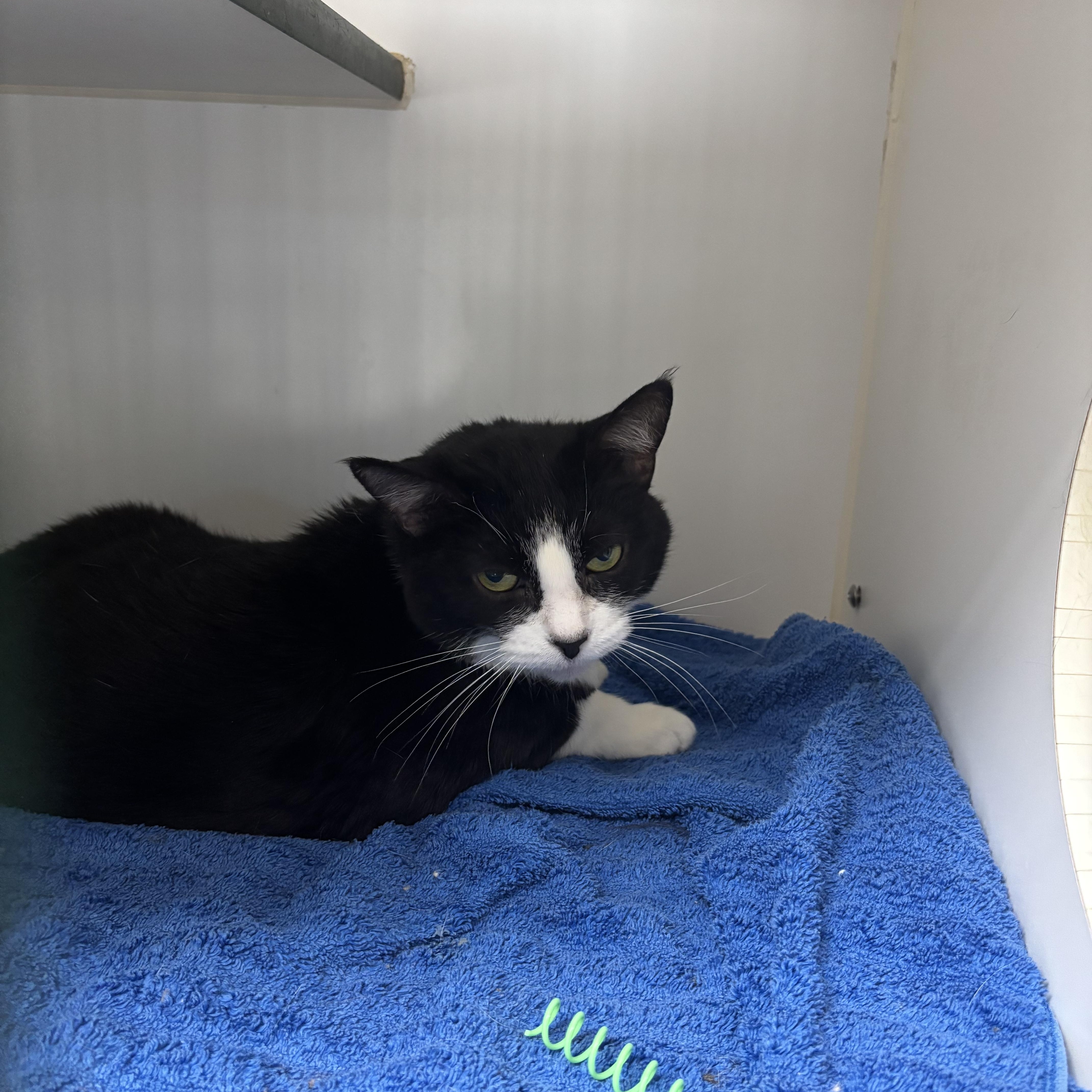 Mama - AN ANGEL ON EARTH, Adoptable, Adult Female American Shorthair.