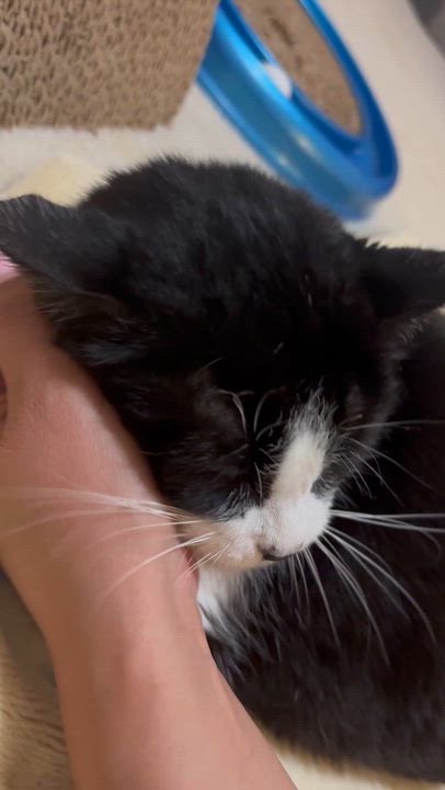 Enlarge Mama Bella - AN ANGEL ON EARTH, a Adoptable American Shorthair in Bristow, VA video 1/4