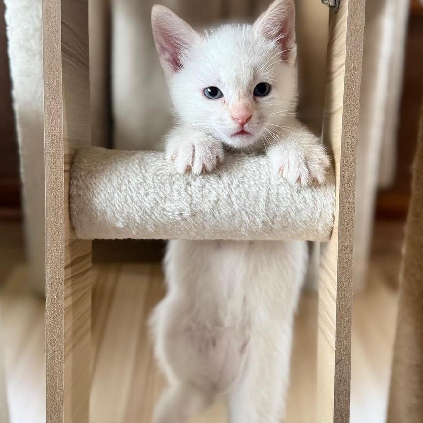 Lulu, a Adoptable Domestic Short Hair in Minneapolis, MN image 1/6