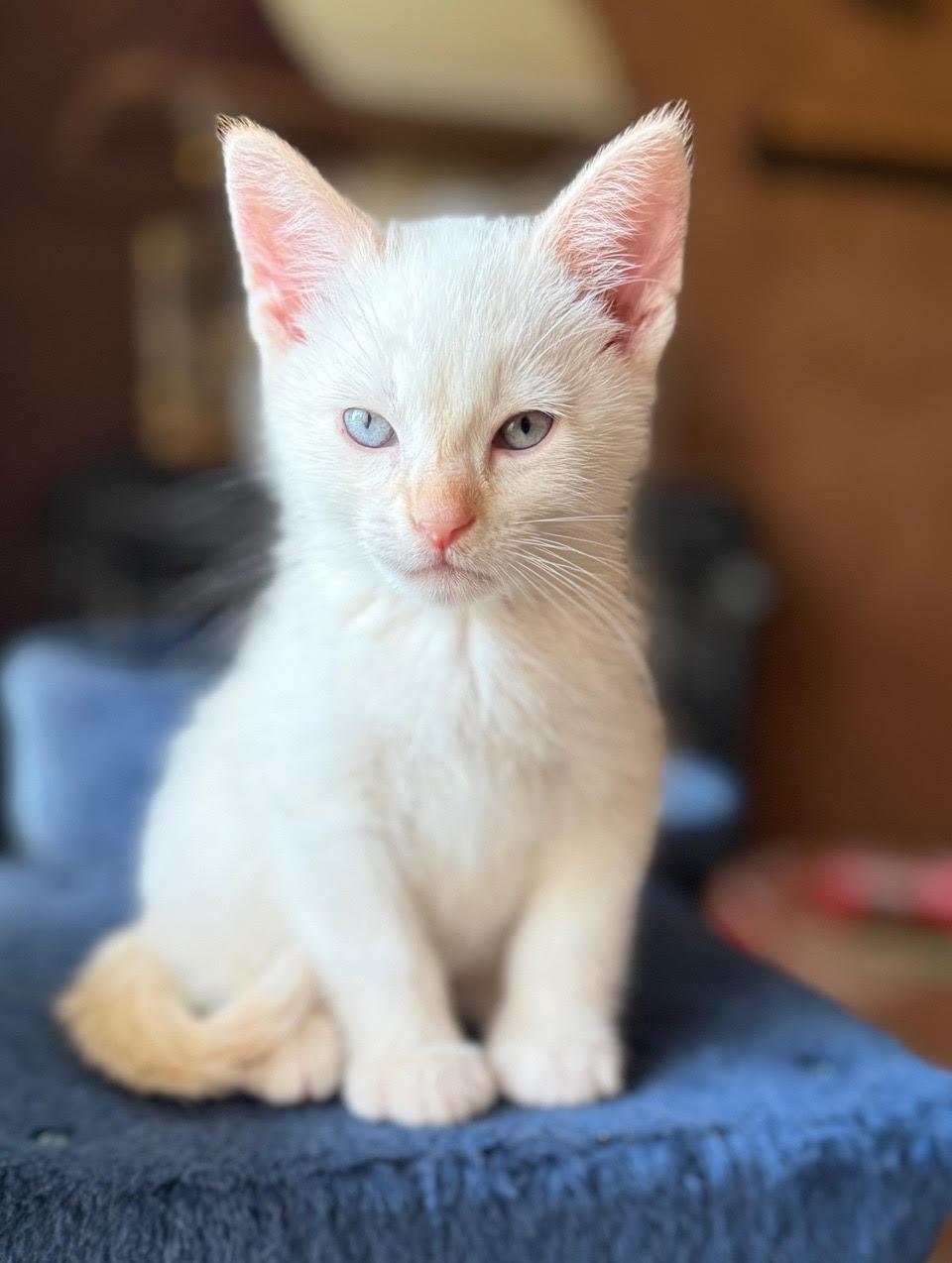 Lulu, a Adoptable Domestic Short Hair in Minneapolis, MN image 3/6