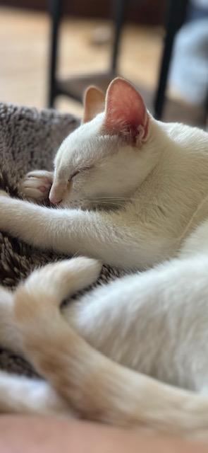 Enlarge Lulu, a Adoptable Domestic Short Hair in Minneapolis, MN image 6/6