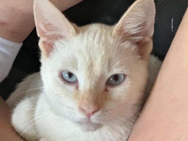 Enlarge Lulu, a Adoptable Domestic Short Hair in Minneapolis, MN image 5/6