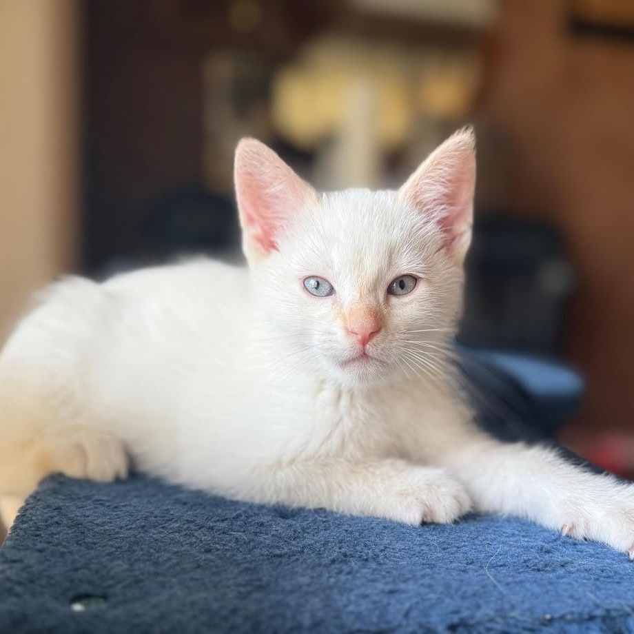 Lulu, a Adoptable Domestic Short Hair in Minneapolis, MN image 6/6