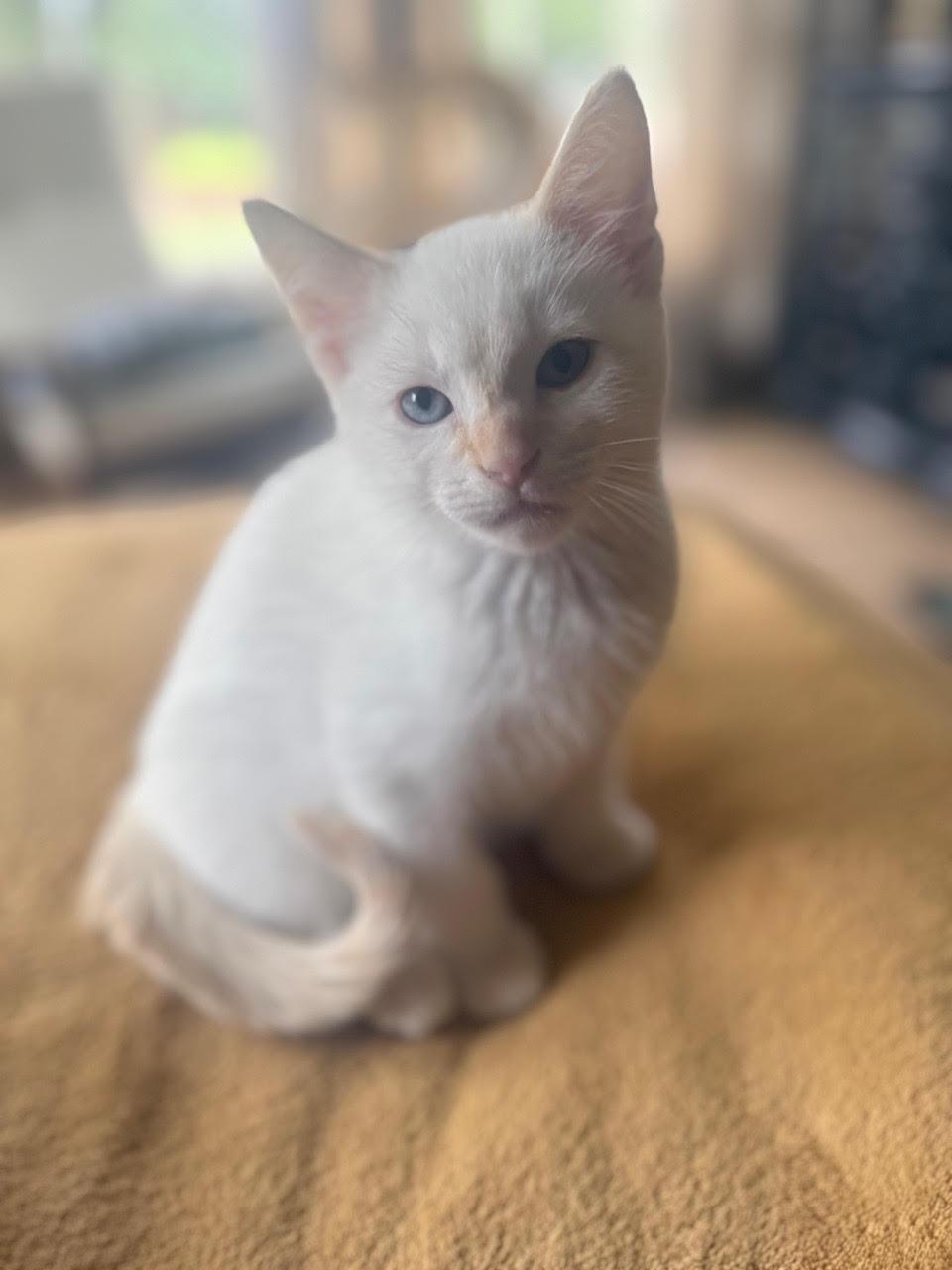 Lulu, a Adoptable Domestic Short Hair in Minneapolis, MN image 2/6