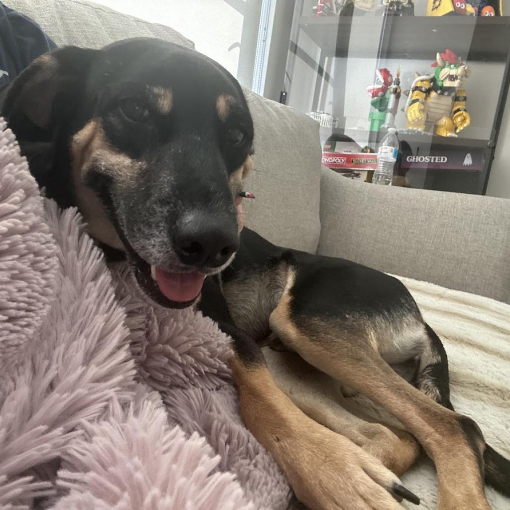 Groot, a Adoptable mixed breed in Phoenix, AZ image 2/6