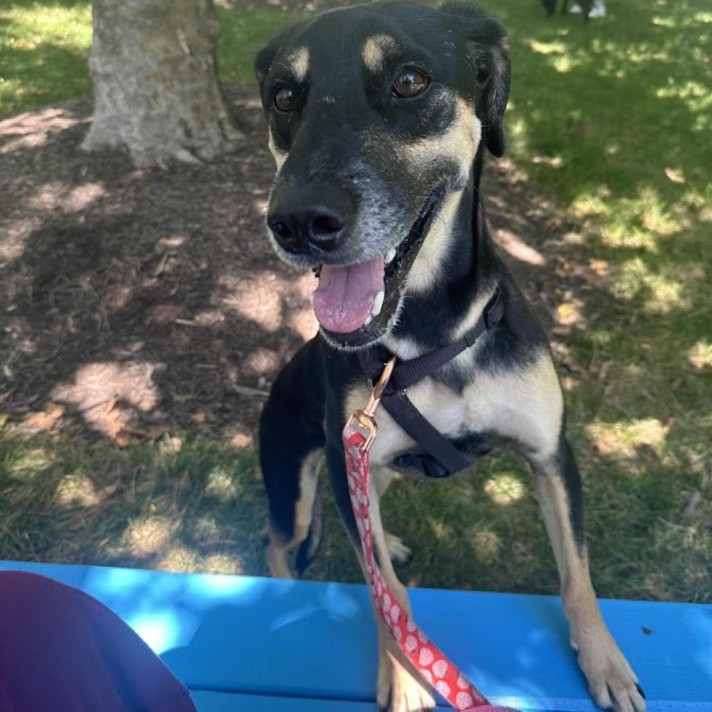 Groot, a Adoptable mixed breed in Phoenix, AZ image 4/6