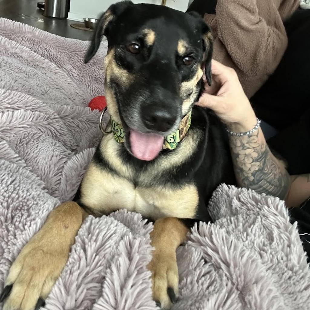 Groot, a Adoptable mixed breed in Phoenix, AZ image 6/6