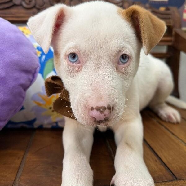 Snow White — thumbnail 2