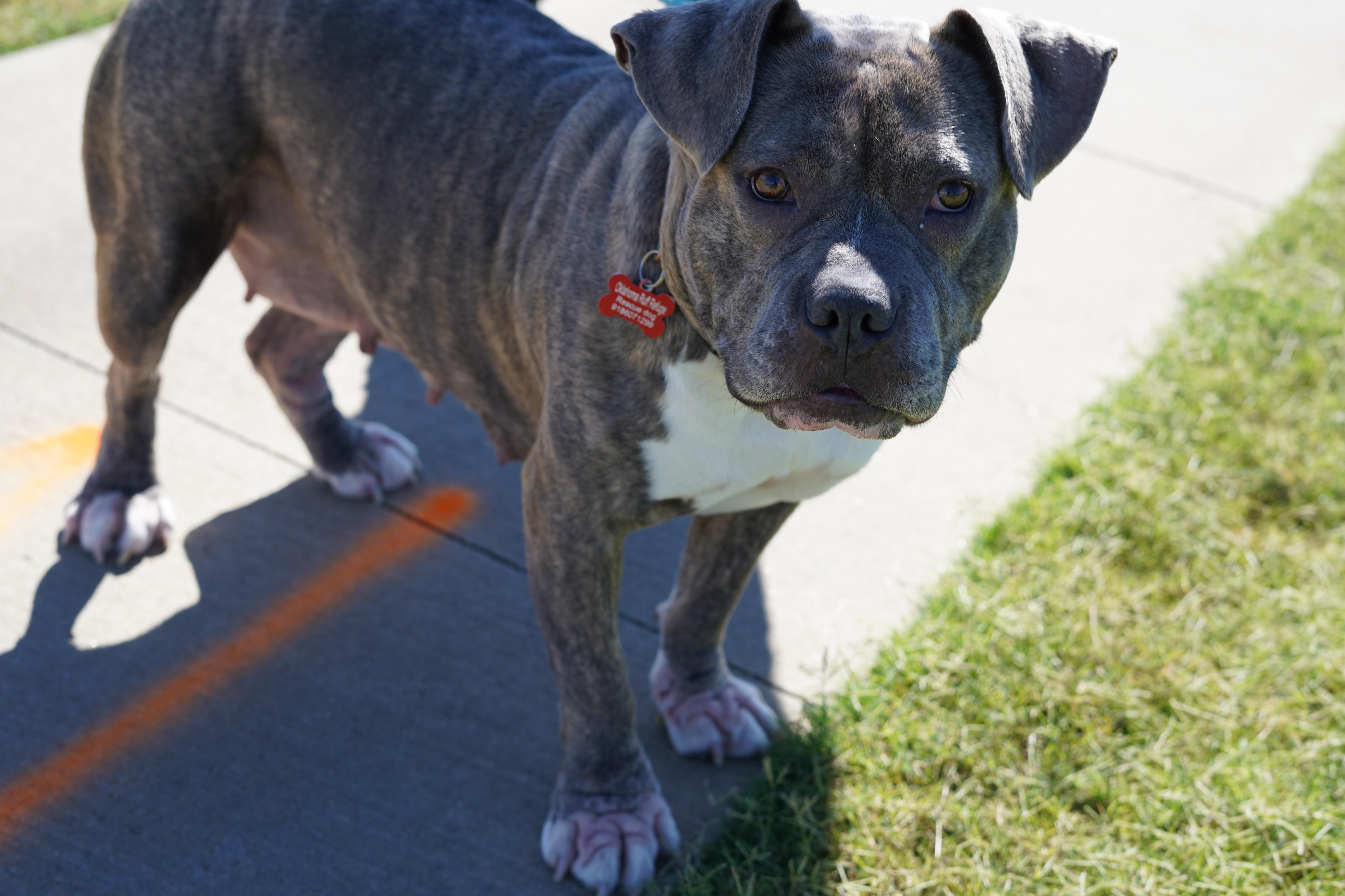Enlarge Cassidy, a ADOPTABLE American Bully in Bixby, OK image 2/2
