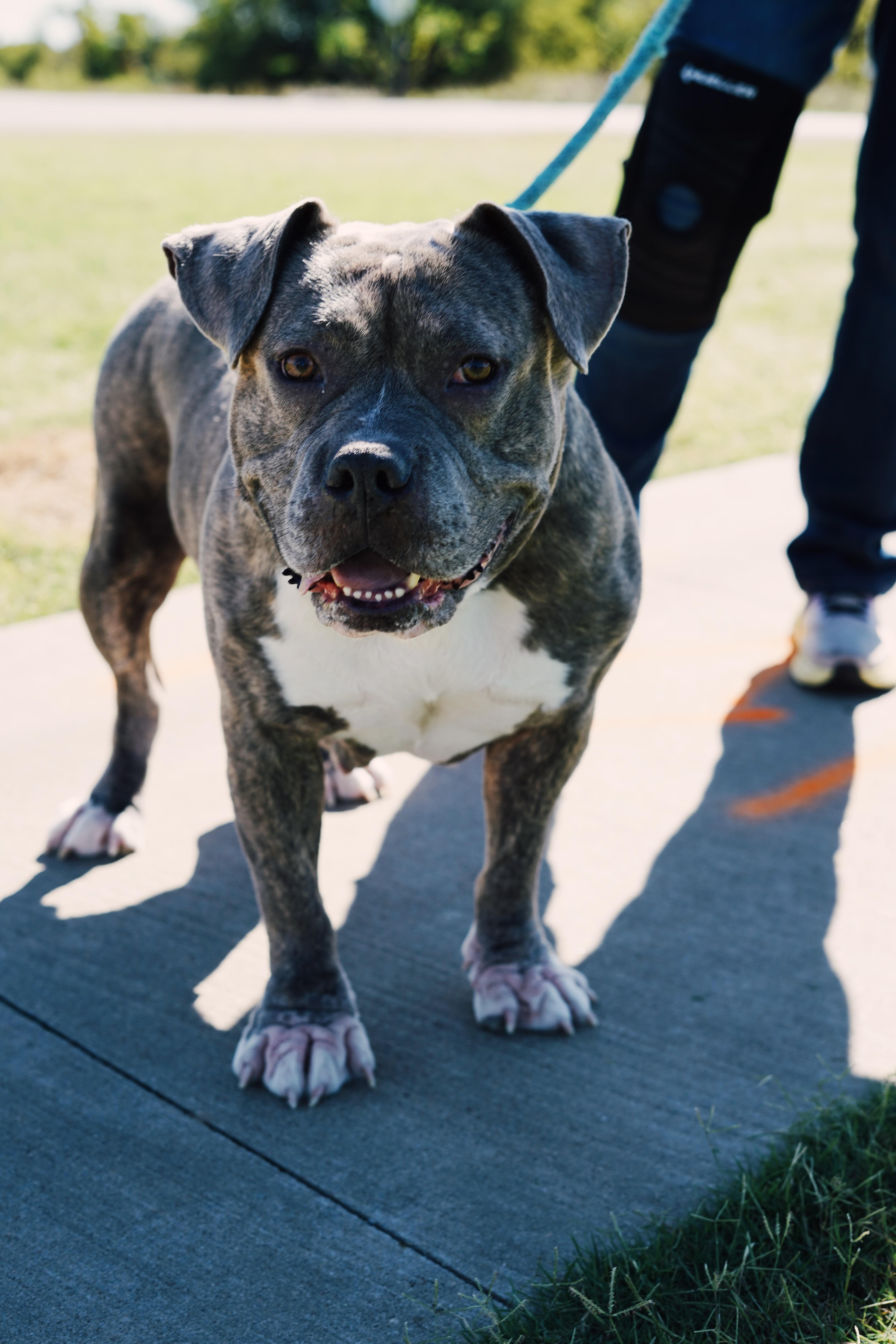 Cassidy, ADOPTABLE, Adult Female American Bully.