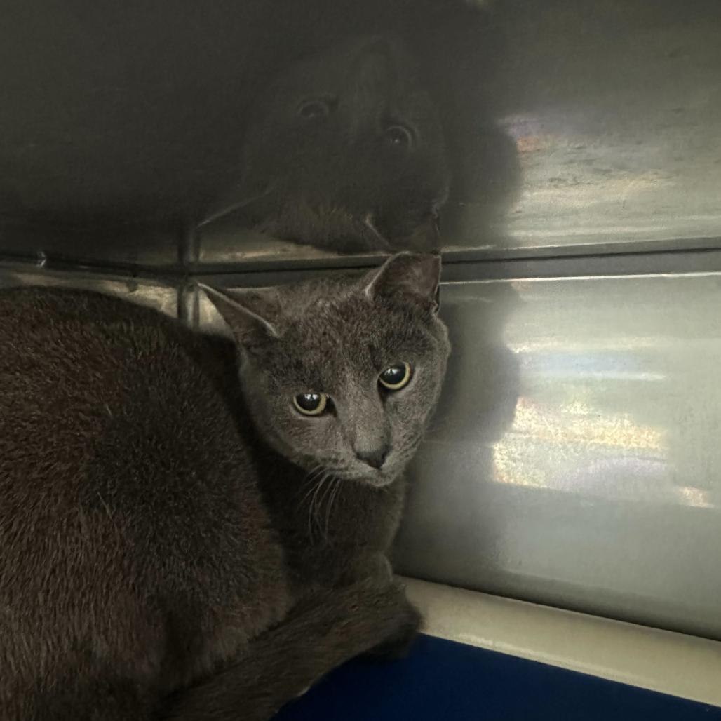 Enlarge Johnny, a Adoptable Domestic Short Hair in Jefferson city, TN image 1/1