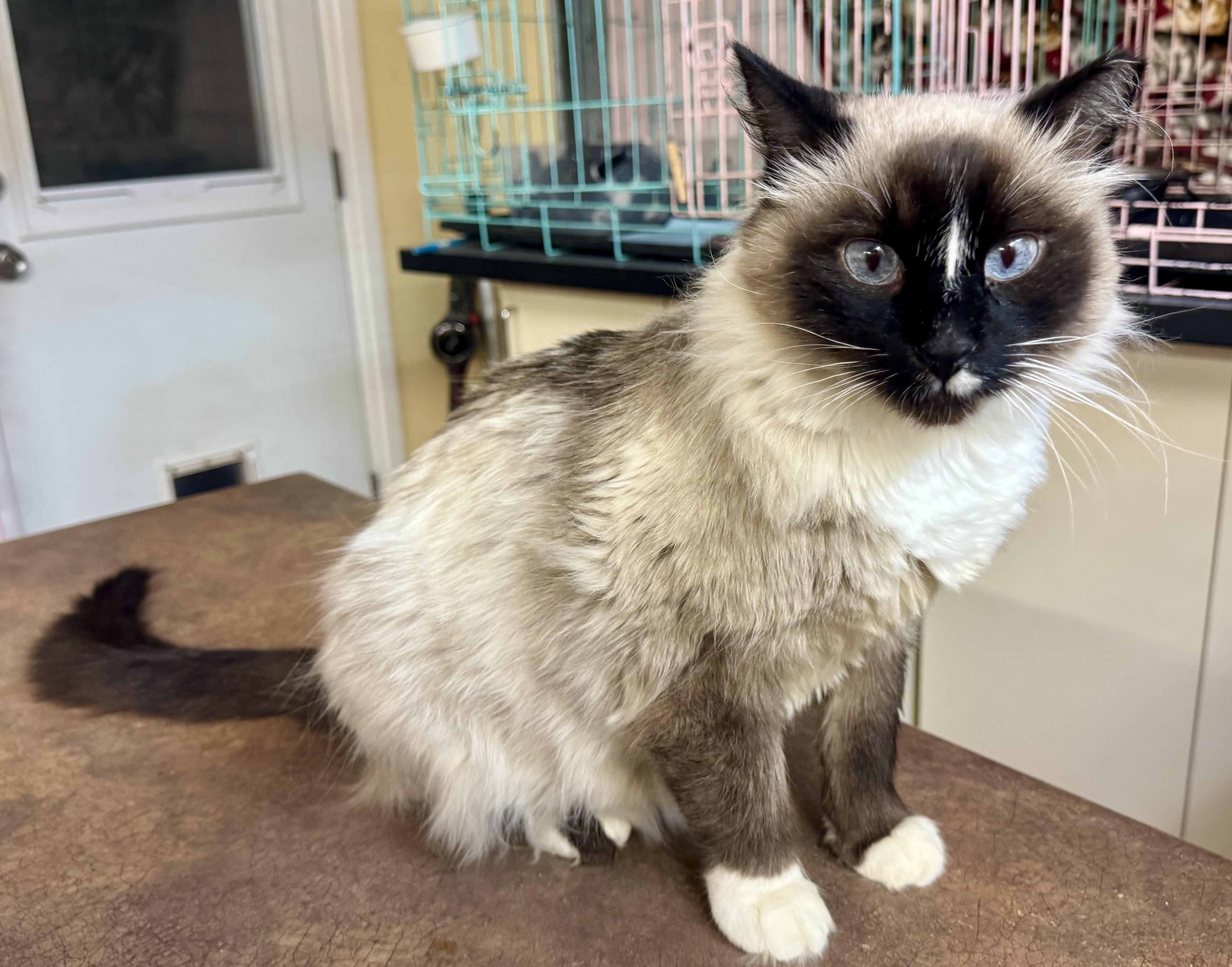 Rudy, Adoptable, Adult Male Siamese.