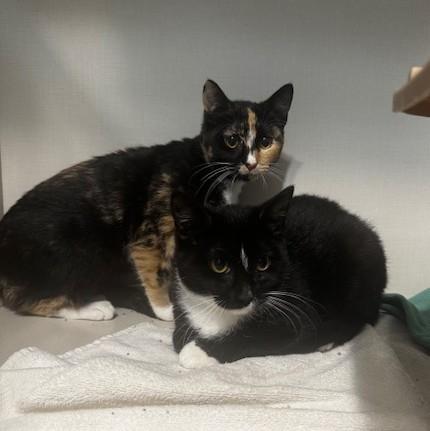 Enlarge Toffee, a ADOPTABLE Domestic Short Hair in Hutchinson, MN image 4/5