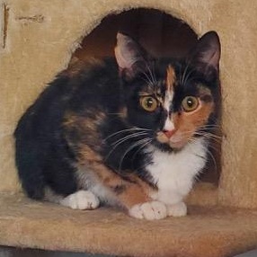 Enlarge Toffee, an adopted Domestic Short Hair in Hutchinson, MN image 6/6