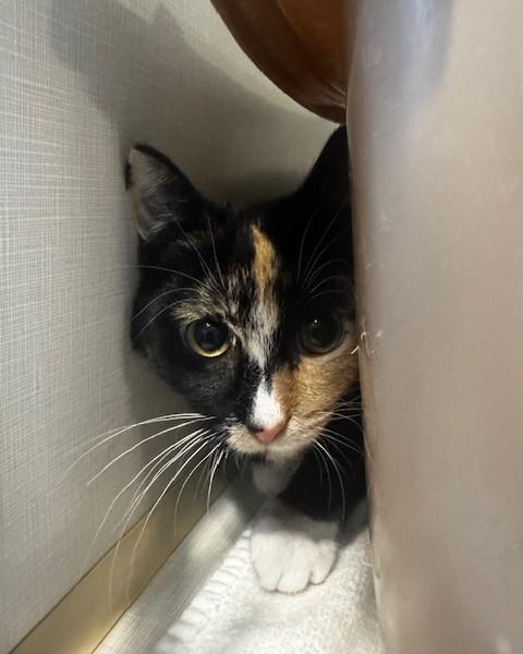 Enlarge Toffee, a ADOPTABLE Domestic Short Hair in Hutchinson, MN image 3/5