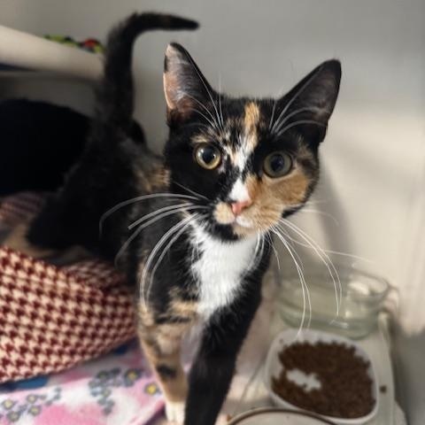 Toffee, ADOPTABLE, Young Female Domestic Short Hair.