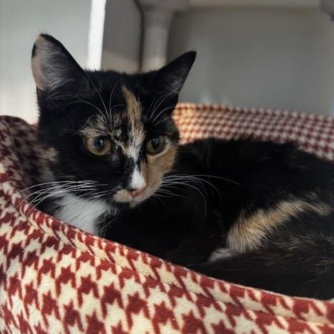 Enlarge Toffee, a ADOPTABLE Domestic Short Hair in Hutchinson, MN image 2/5