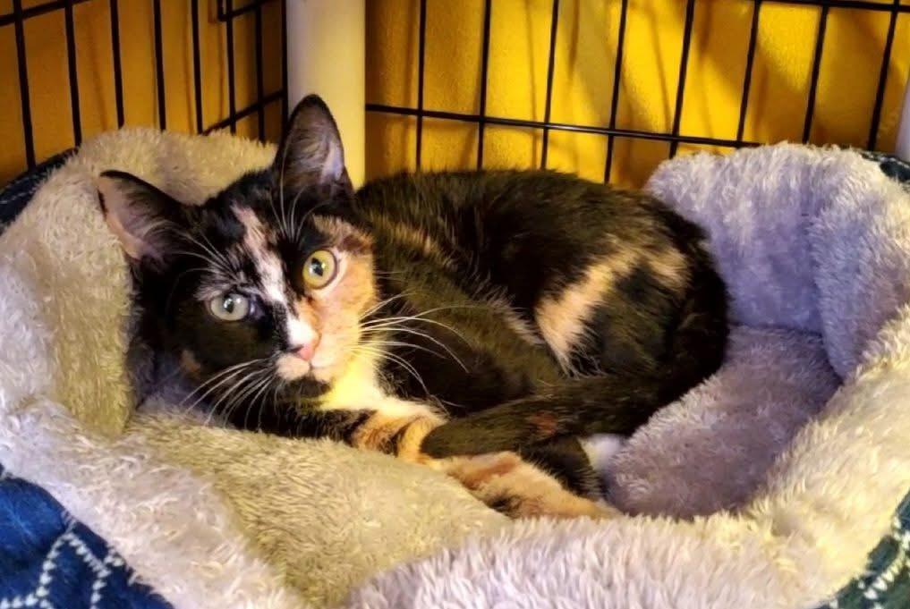 Enlarge Toffee, an adopted Domestic Short Hair in Hutchinson, MN image 2/6