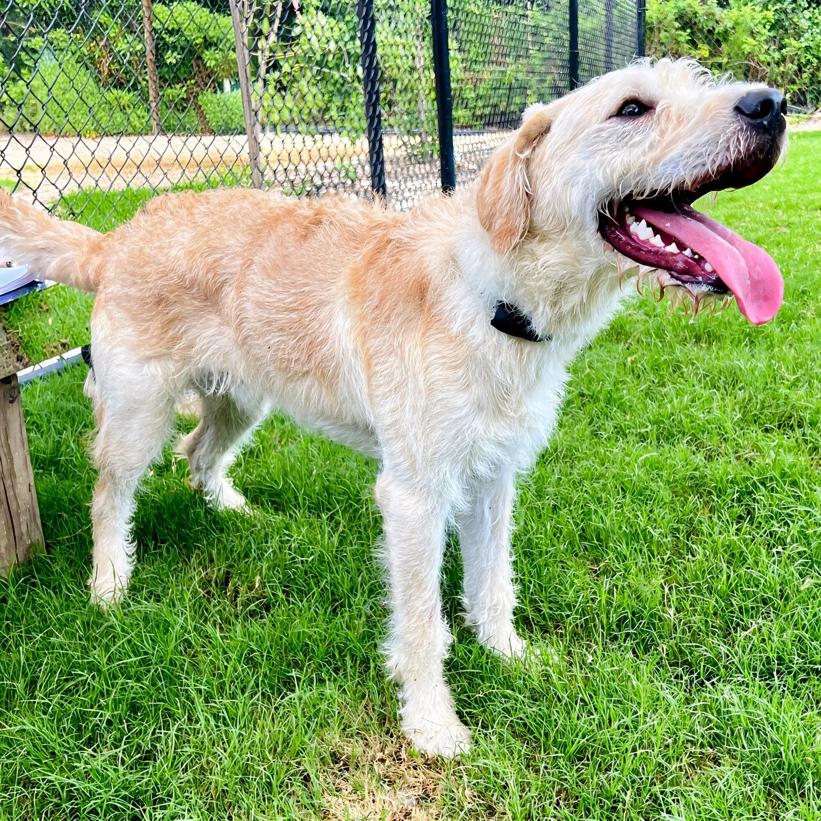 Wiggy (Wiggler), Adoptable, Young Male German Wirehaired Pointer.
