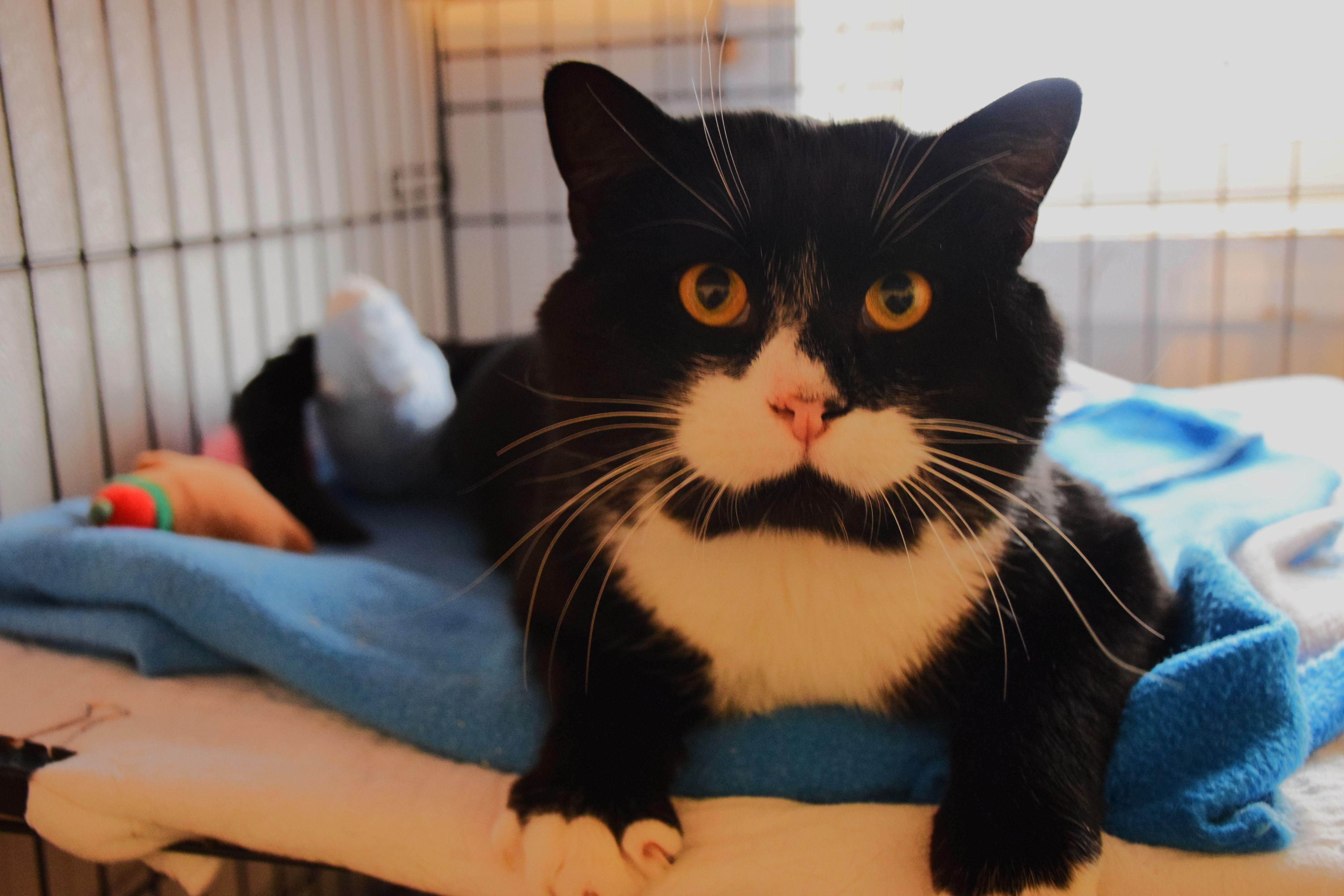 Doc, Adoptable, Adult Male Domestic Short Hair.