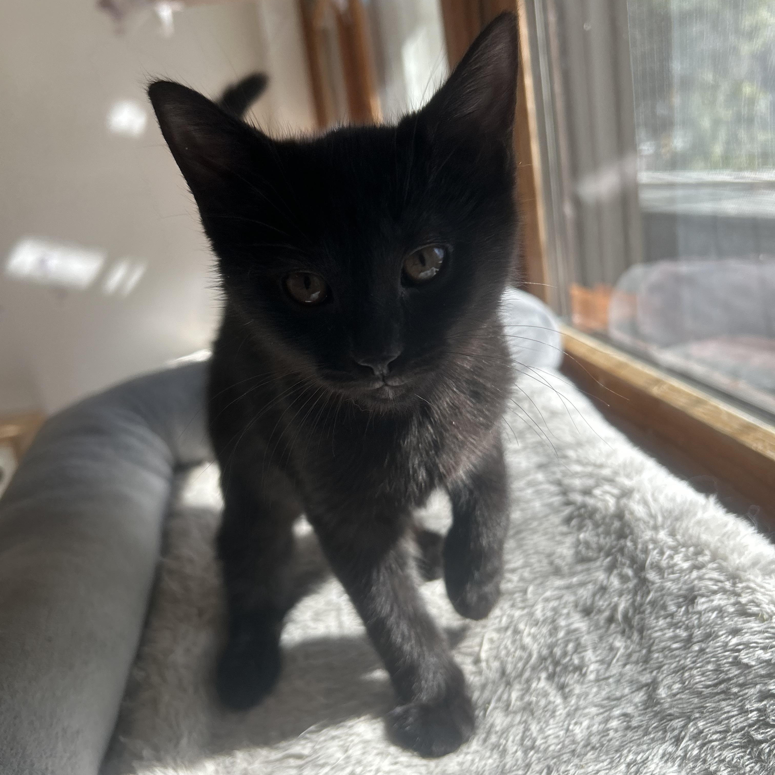 Enlarge Sugar, an adopted Domestic Short Hair in AQUEBOGUE, NY image 2/5