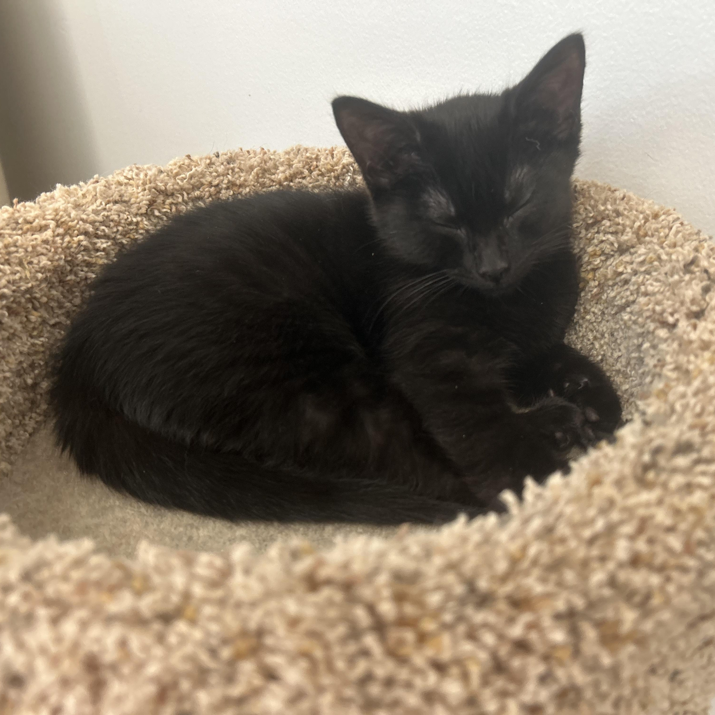 Enlarge Sugar, an adopted Domestic Short Hair in AQUEBOGUE, NY image 5/5