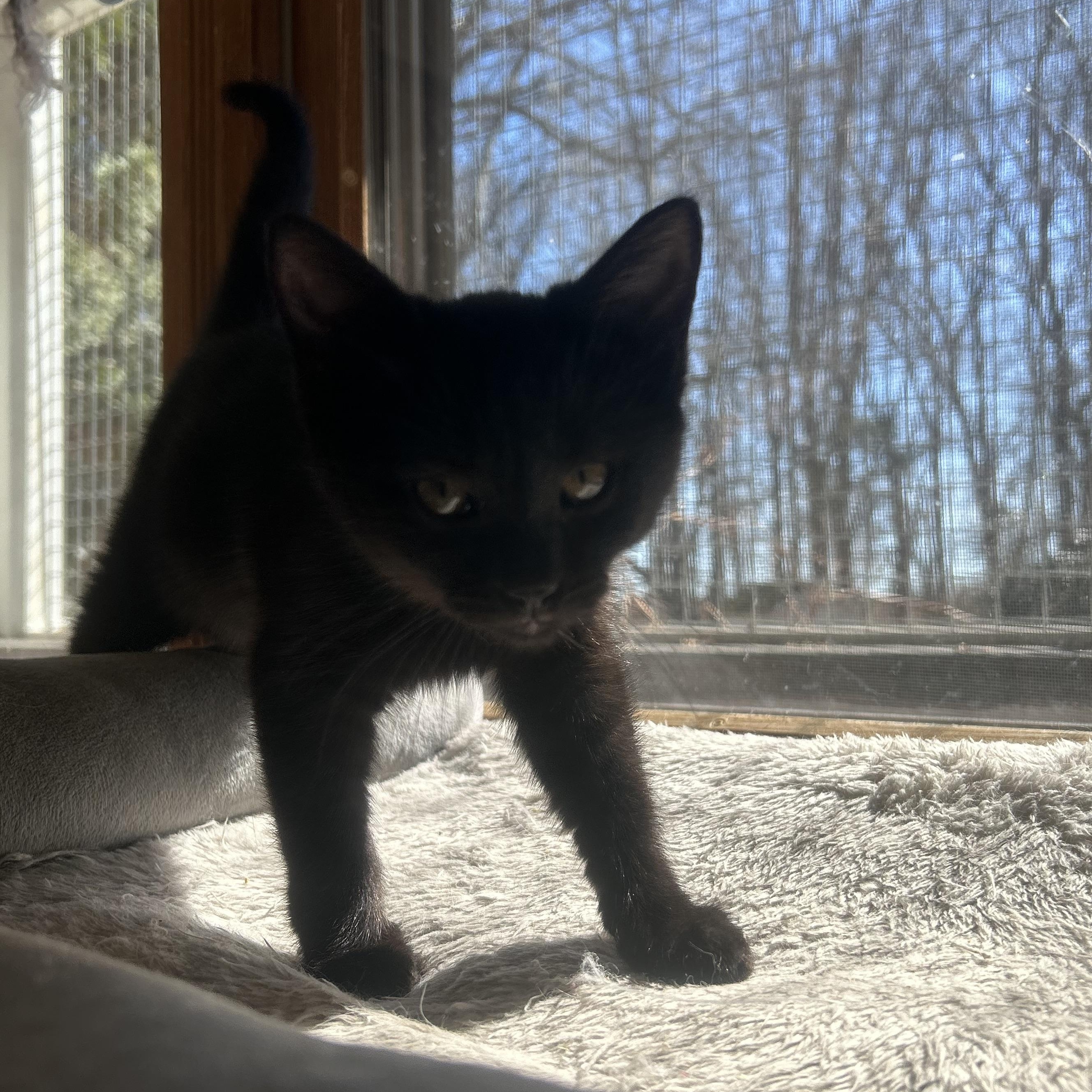 Enlarge Sugar, an adopted Domestic Short Hair in AQUEBOGUE, NY image 3/5