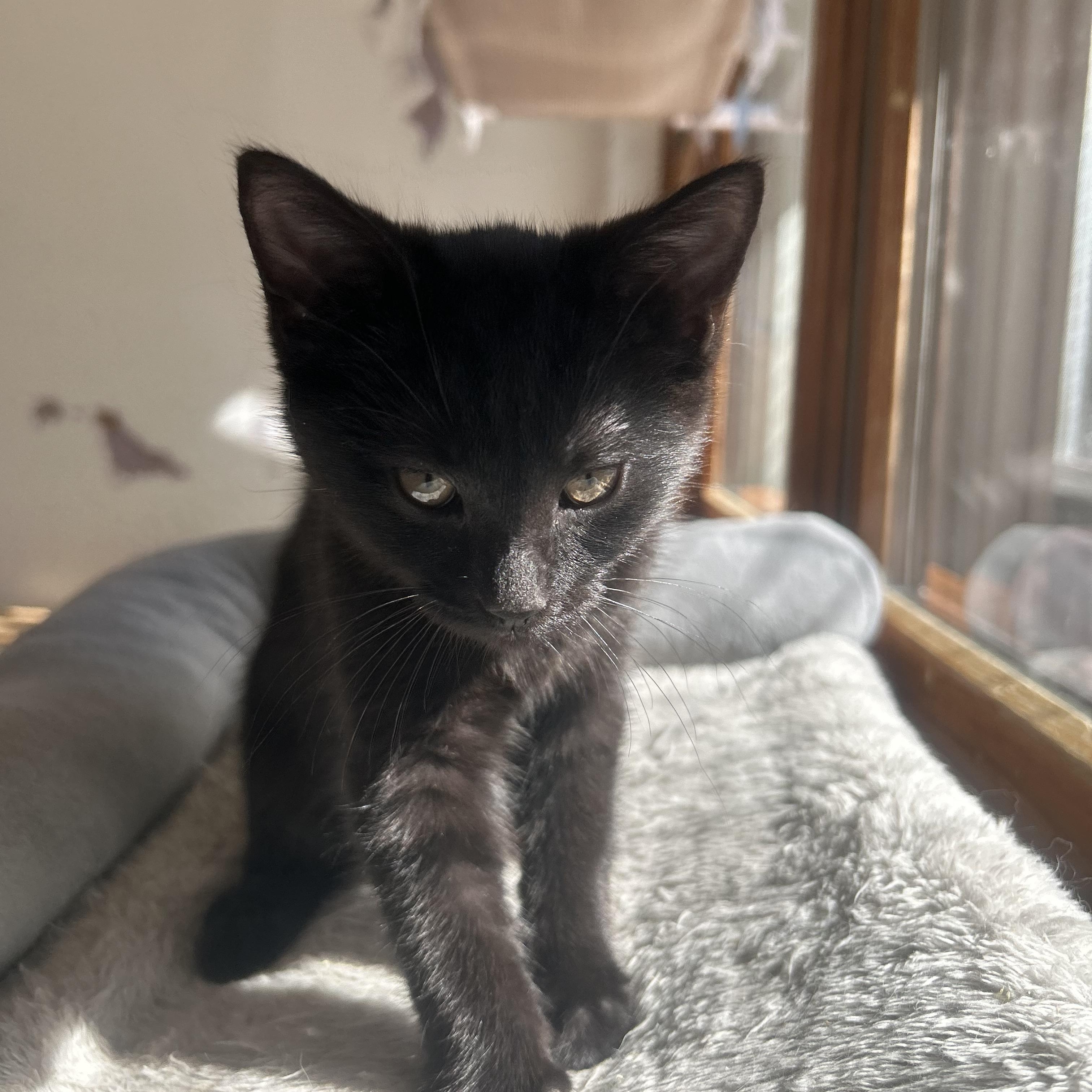 Sugar, adopted, Kitten Female Domestic Short Hair.