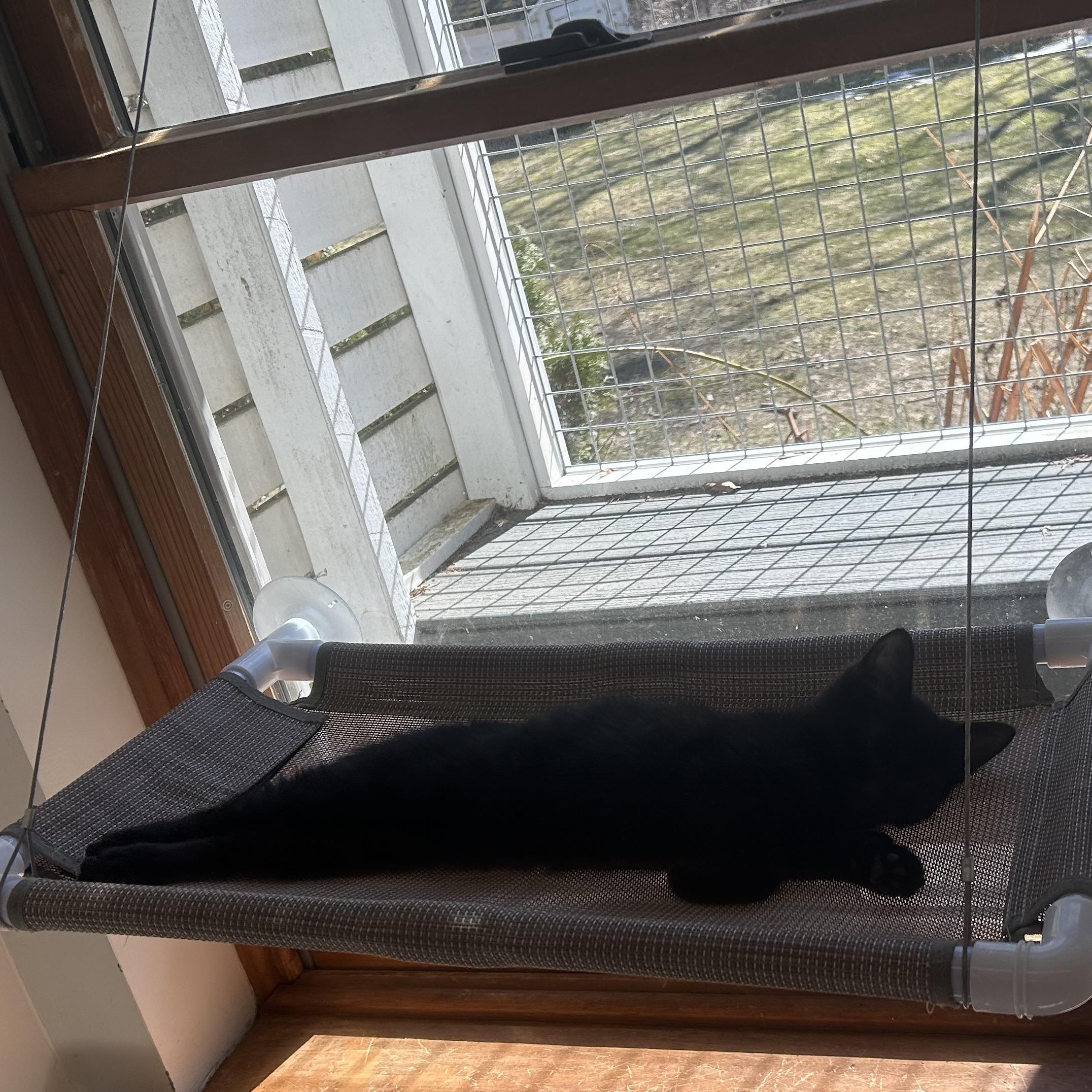 Enlarge Sugar, an adopted Domestic Short Hair in AQUEBOGUE, NY image 4/5