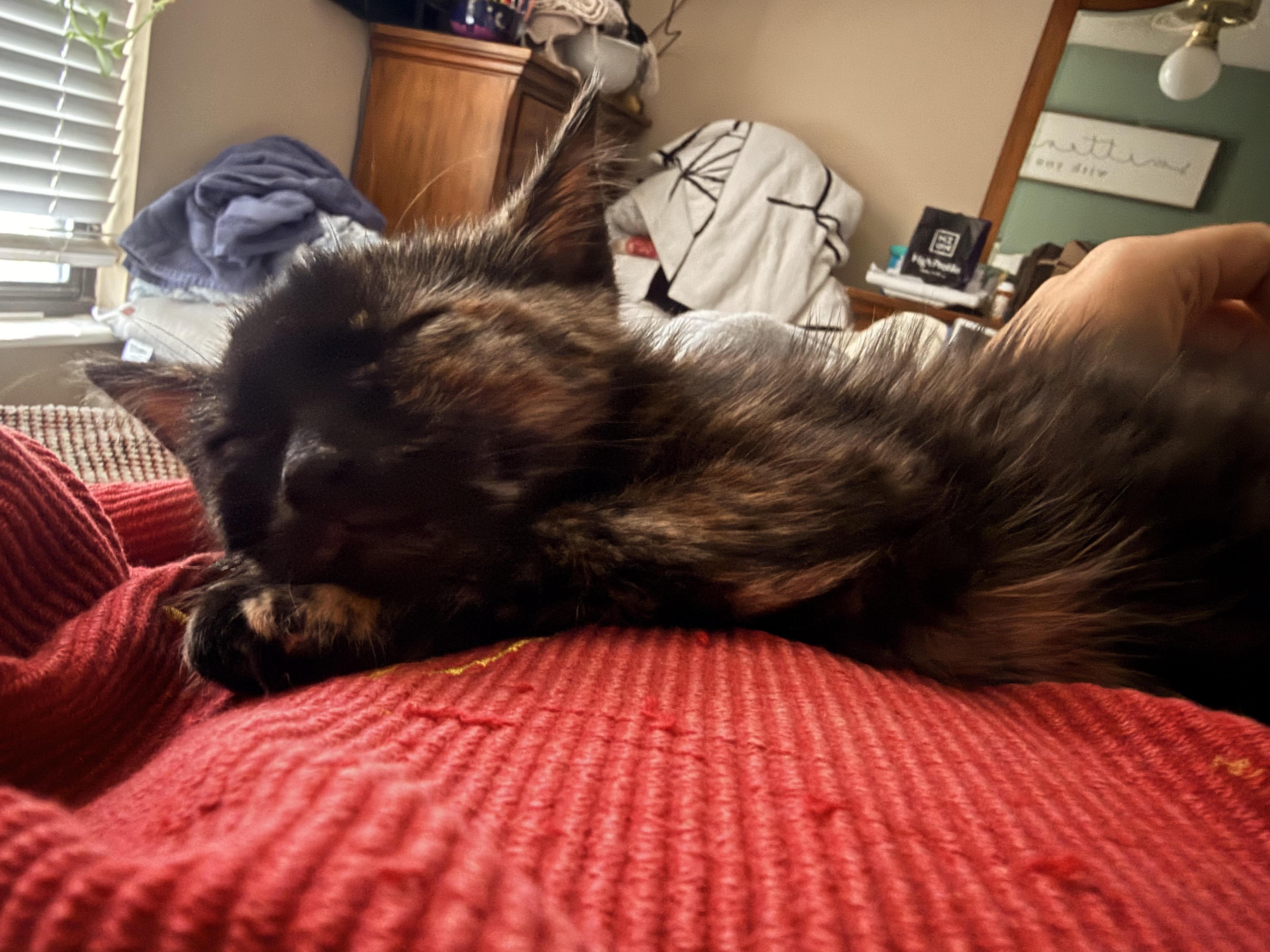 Enlarge Kit Kat, a Adoptable Domestic Short Hair in Herculaneum, MO image 2/3