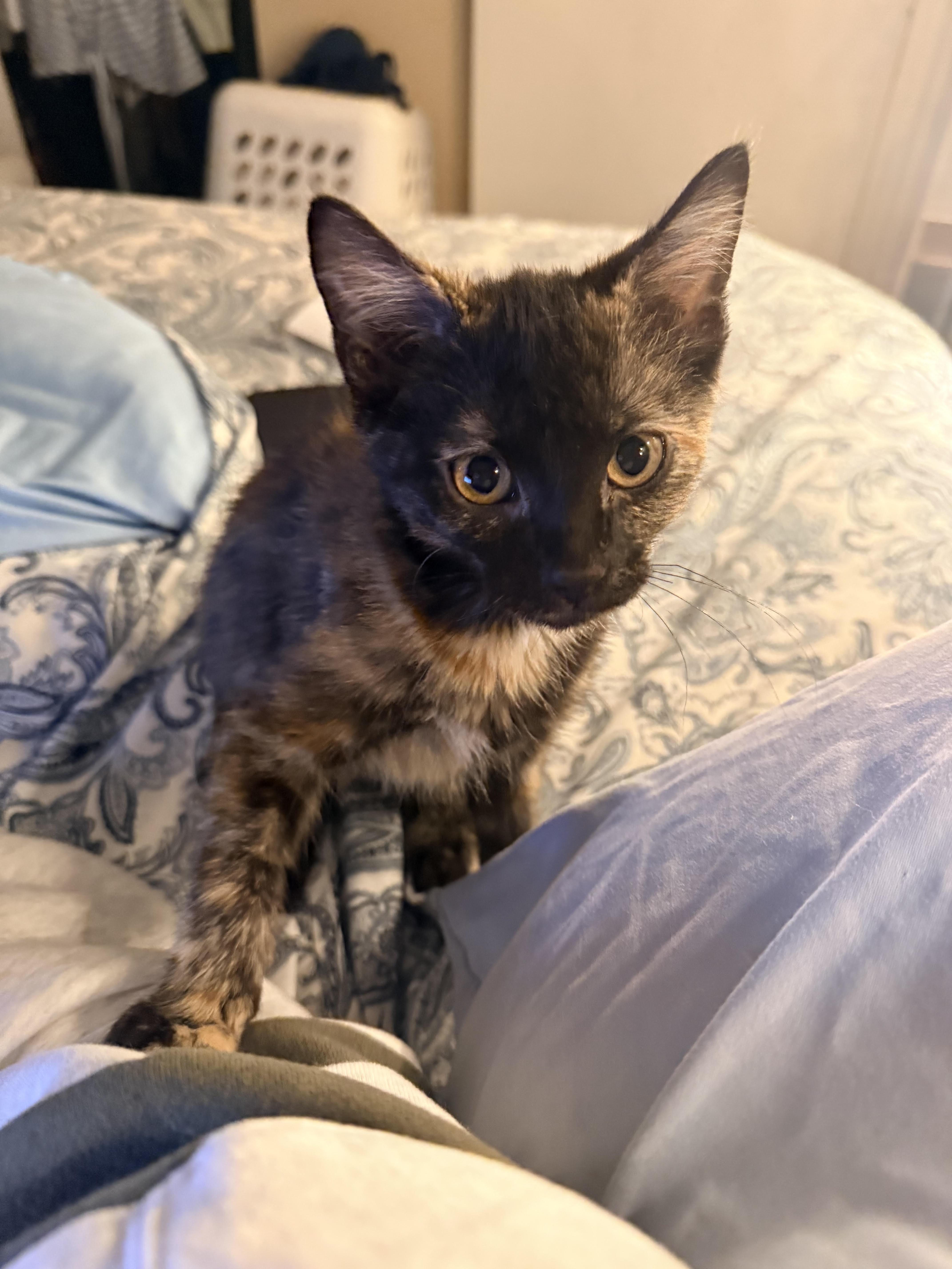 Kit Kat, Adoptable, Kitten Female Domestic Short Hair.