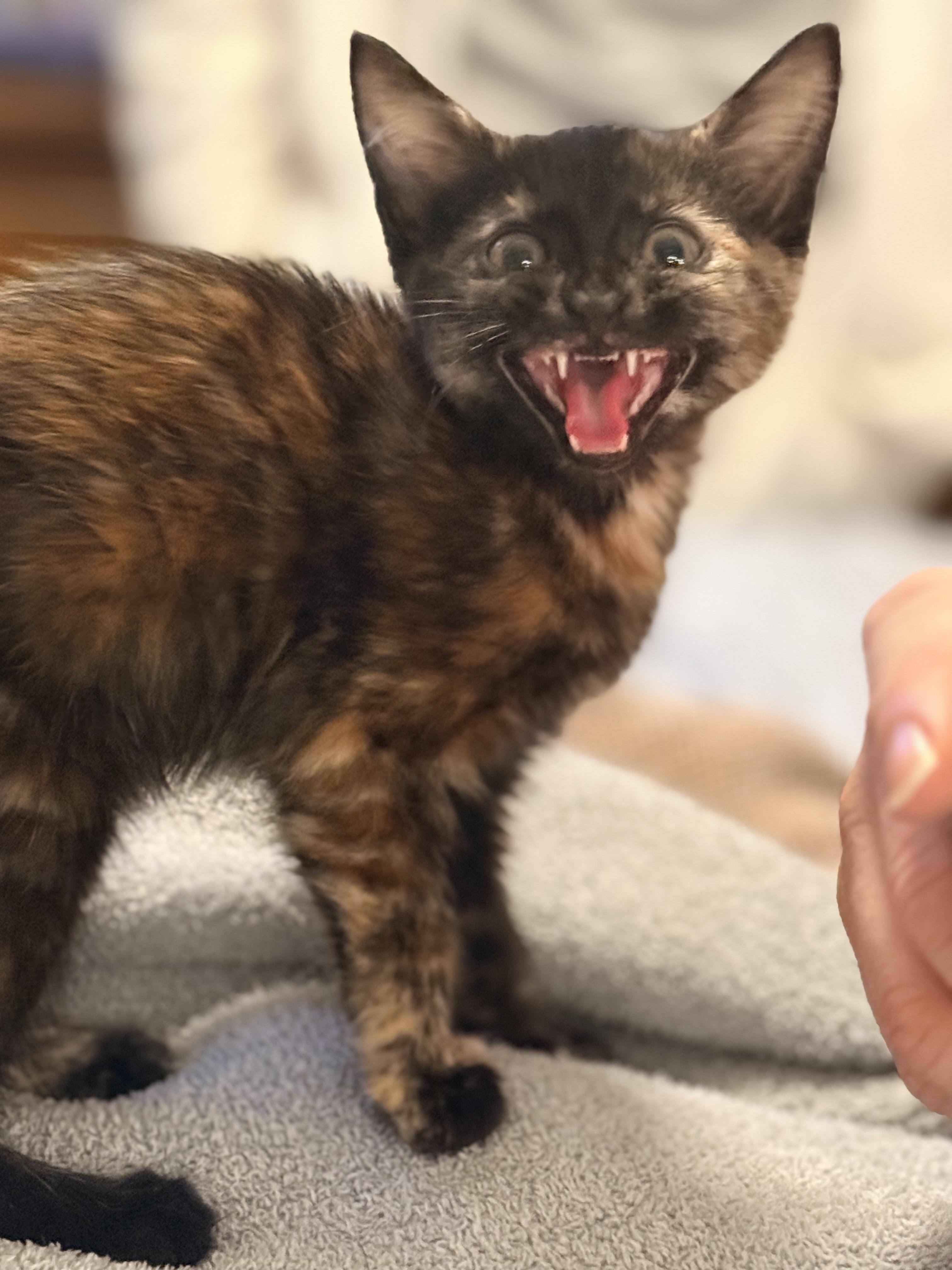 Enlarge Kit Kat, a Adoptable Domestic Short Hair in Herculaneum, MO image 3/3