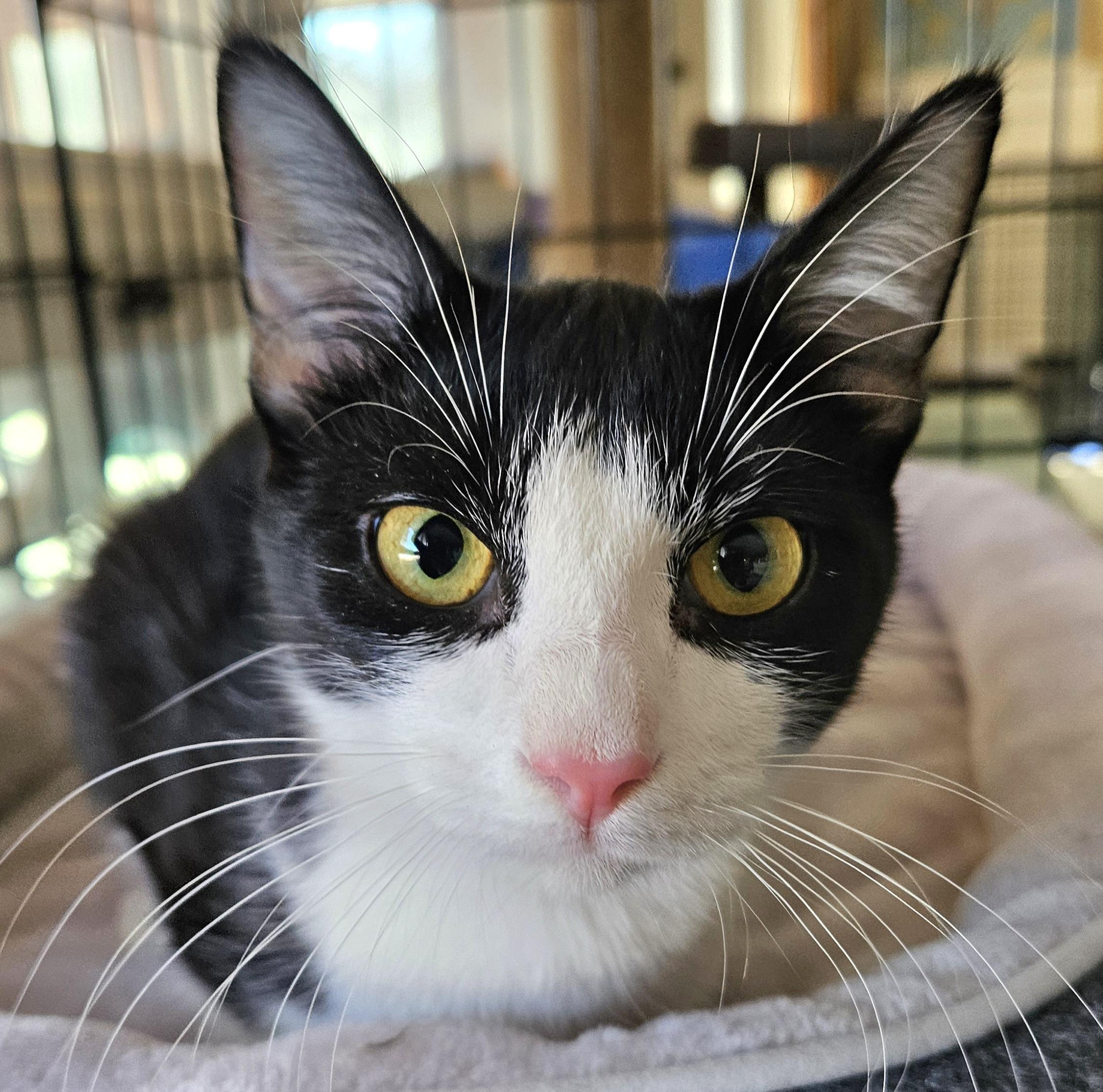 Enlarge Rochelle, a ADOPTABLE Domestic Short Hair in Syracuse, NY image 6/6