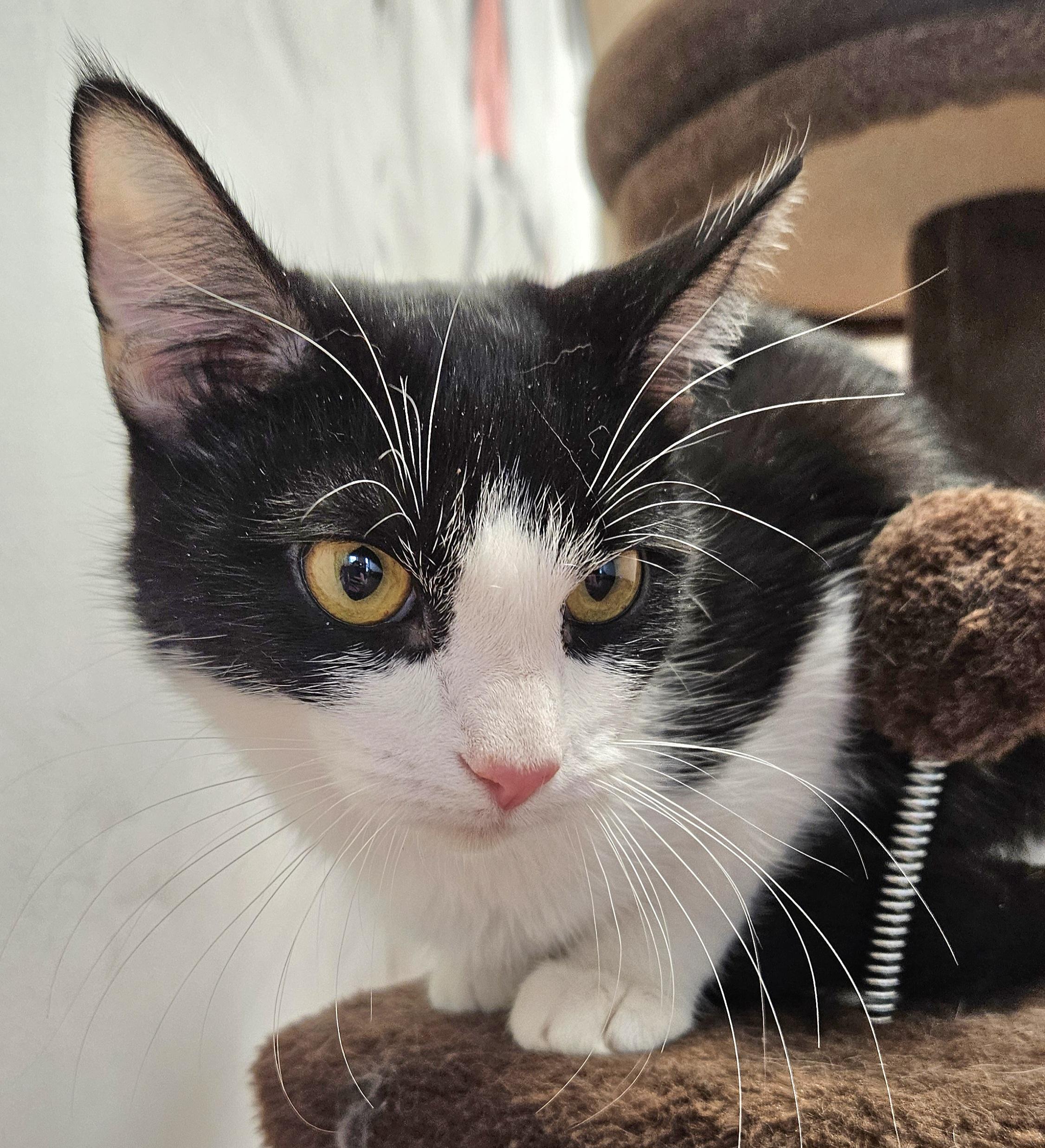 Enlarge Rochelle, a ADOPTABLE Domestic Short Hair in Syracuse, NY image 4/6