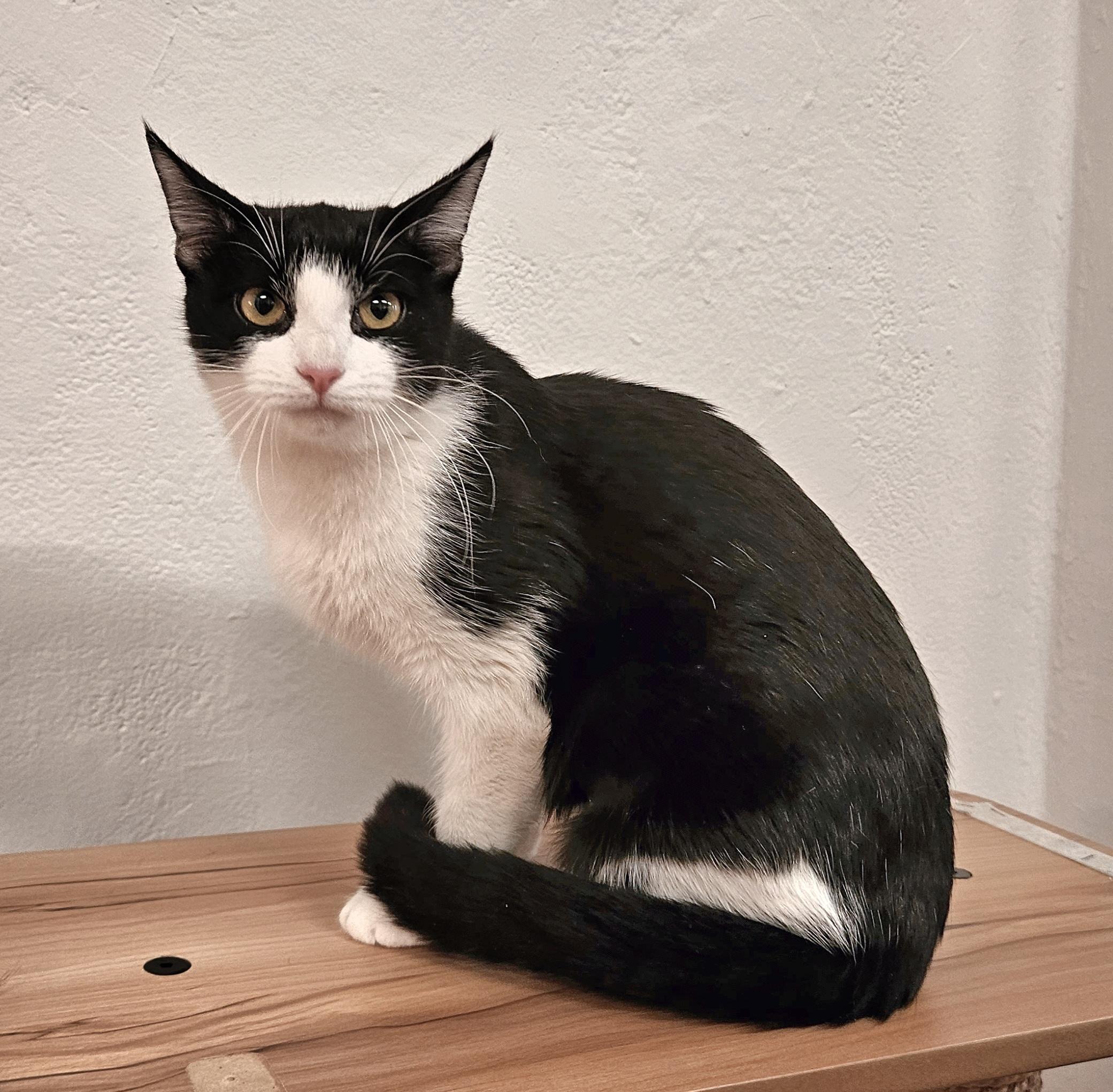 Rochelle, ADOPTABLE, Kitten Female Domestic Short Hair.