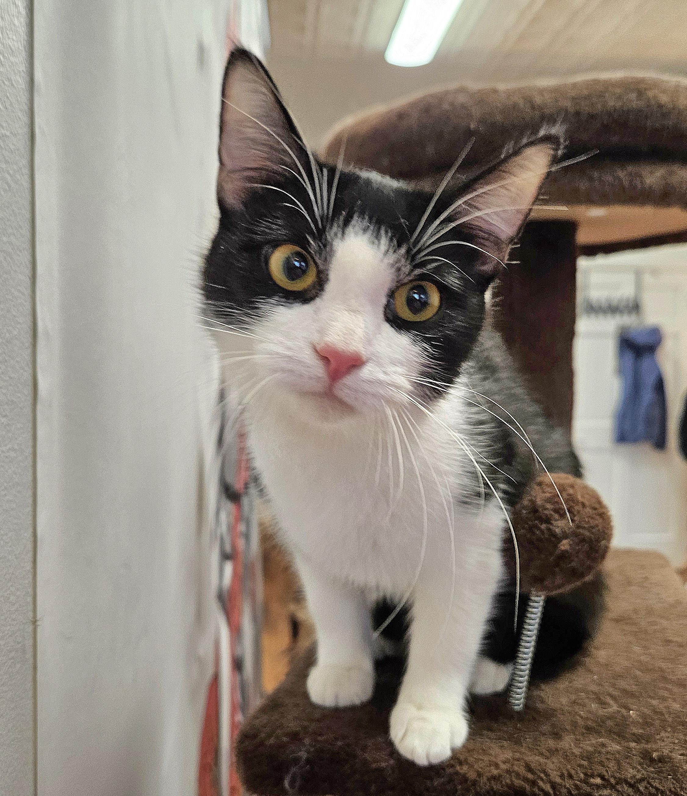 Enlarge Rochelle, a ADOPTABLE Domestic Short Hair in Syracuse, NY image 2/6