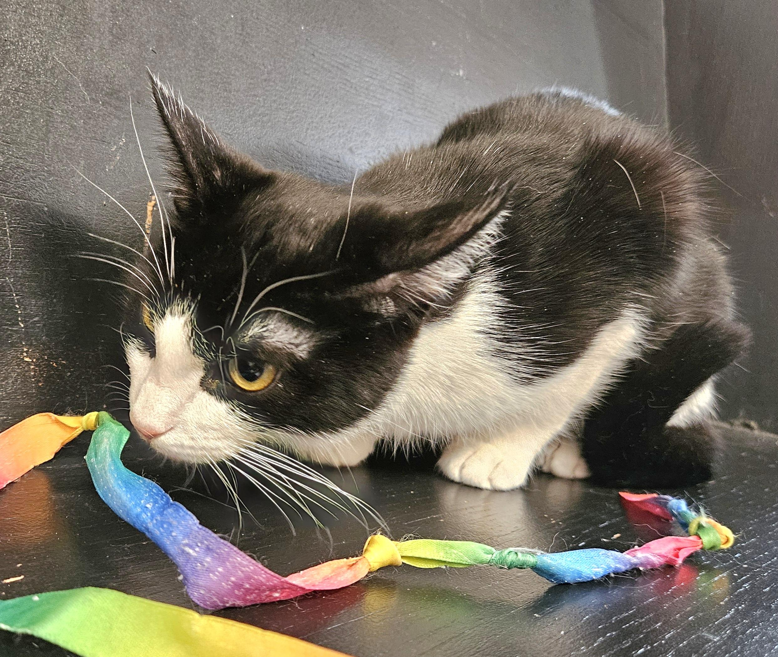 Enlarge Rochelle, a ADOPTABLE Domestic Short Hair in Syracuse, NY image 5/6