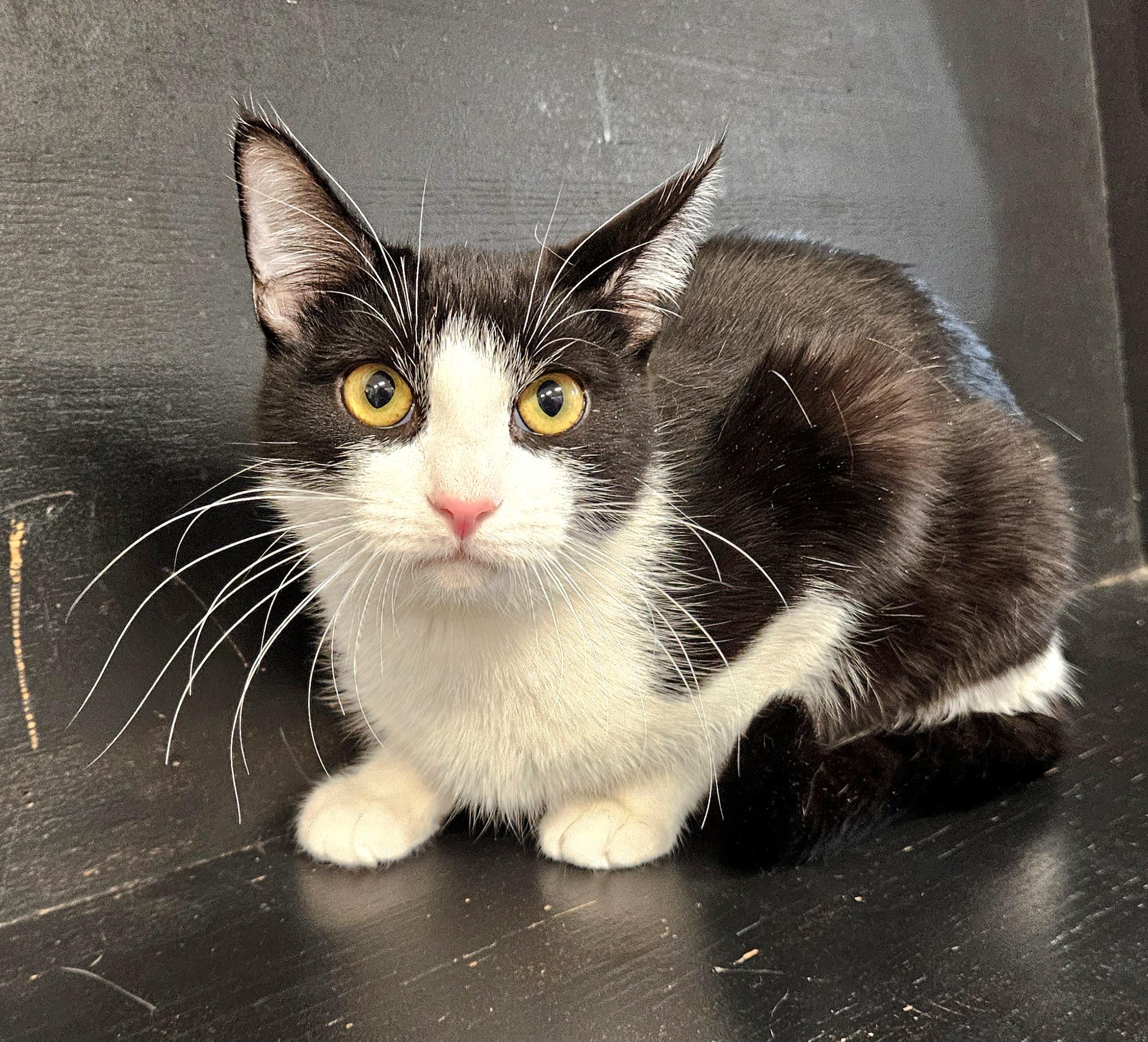 Enlarge Rochelle, a ADOPTABLE Domestic Short Hair in Syracuse, NY image 3/6