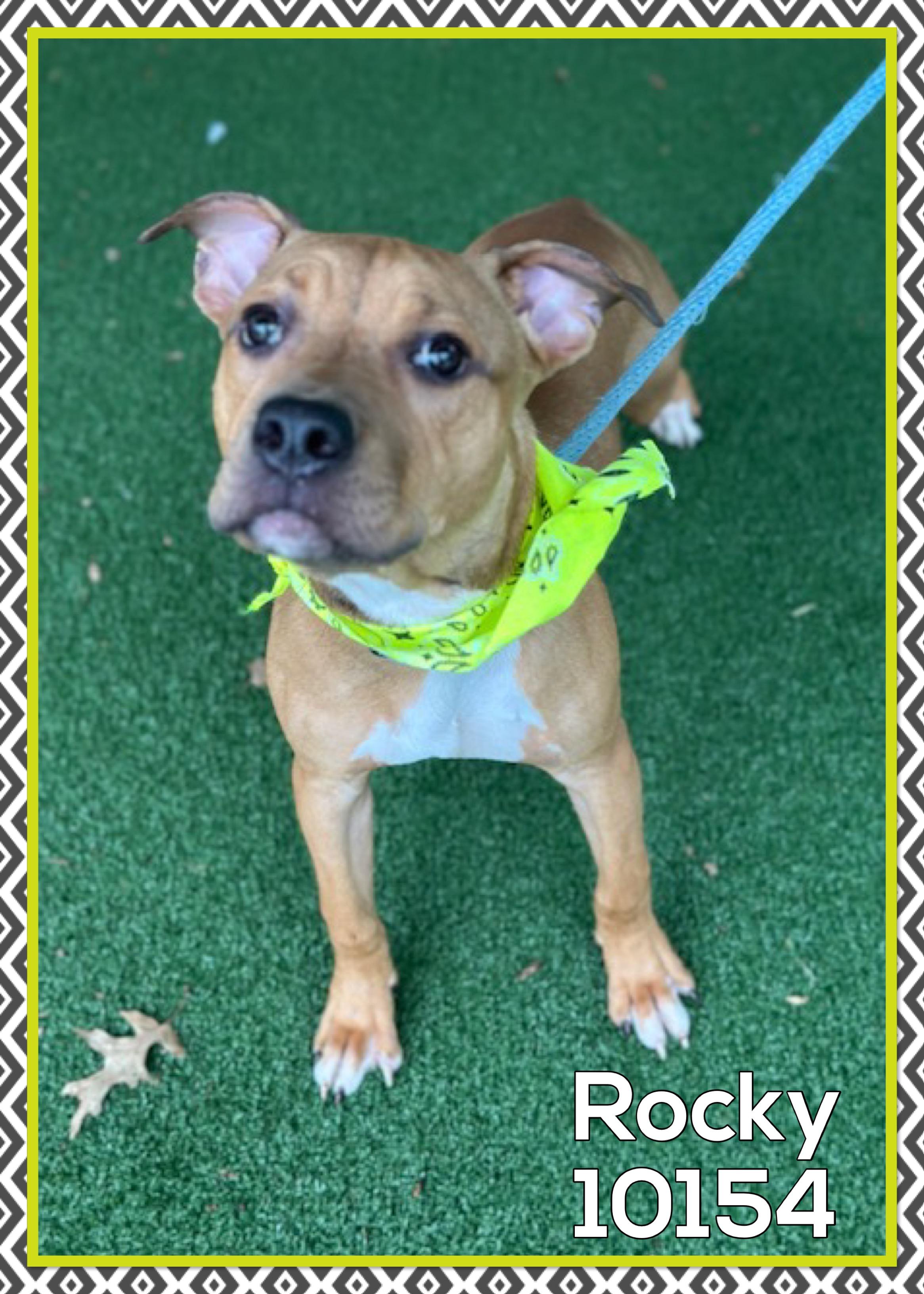 ROCKY photo 4