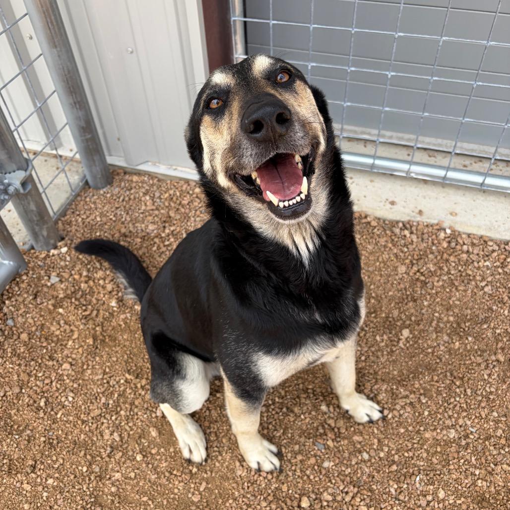 Enlarge Atlas KCAC #374.26, a Adoptable mixed breed in Kerrville, TX image 1/5
