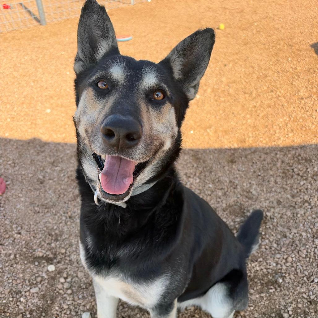 Enlarge Atlas KCAC #374.26, a Adoptable mixed breed in Kerrville, TX image 2/5