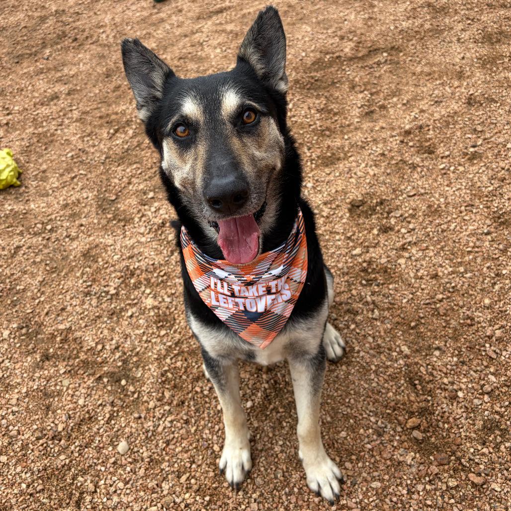 Enlarge Atlas KCAC #374.26, a Adoptable mixed breed in Kerrville, TX image 3/5