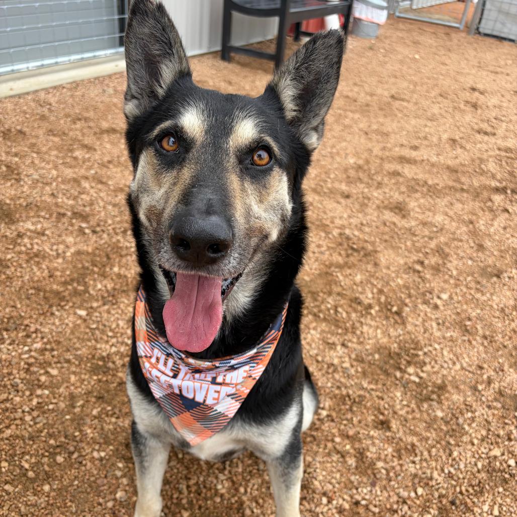 Enlarge Atlas KCAC #374.26, a Adoptable mixed breed in Kerrville, TX image 4/5