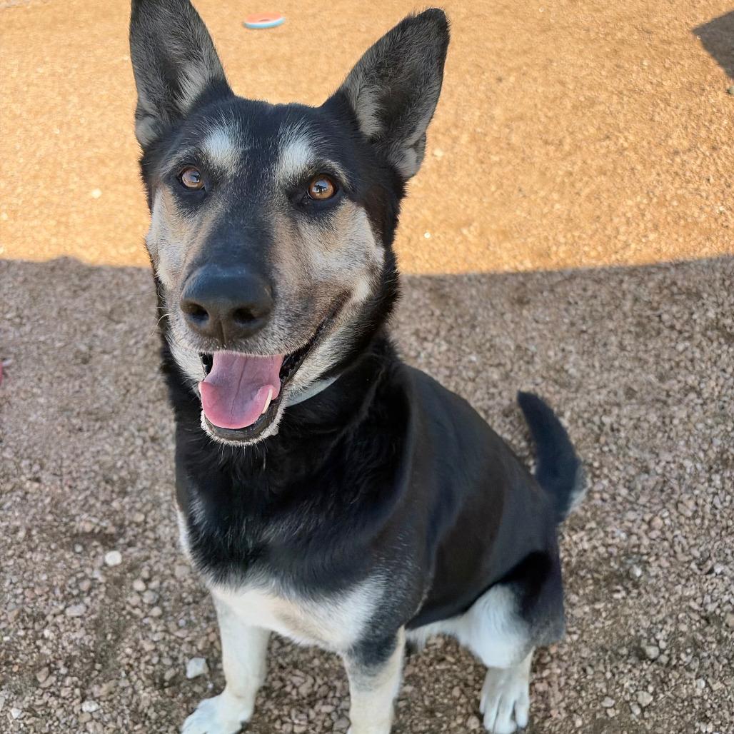 Enlarge Atlas KCAC #374.26, a Adoptable mixed breed in Kerrville, TX image 5/5