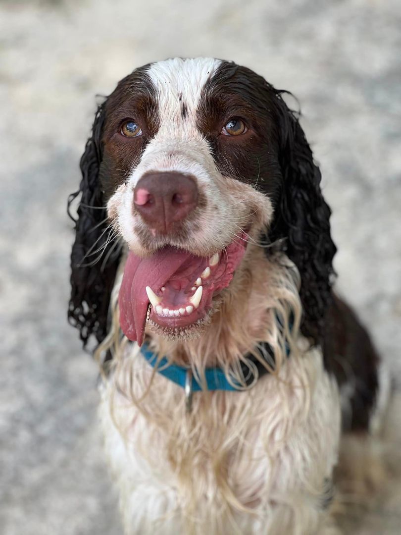 Merle, Adopted, Adult Male English Springer Spaniel.